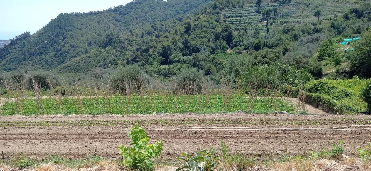 Agriturismo Vecchio Frantoio Villatella Екстер'єр фото